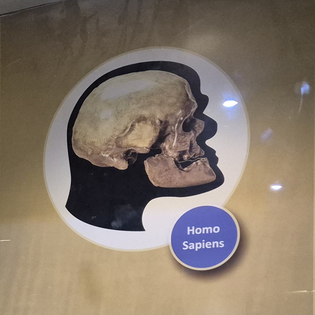 Homo Sapiens